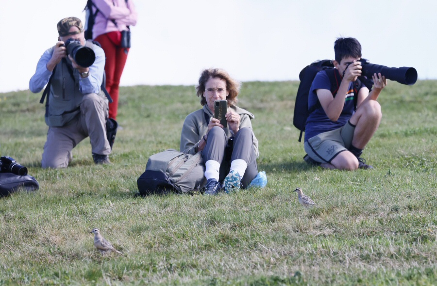 diario/Birders_Piviere_tortolino_Castelberto_7_9_2024_0172_.jpg