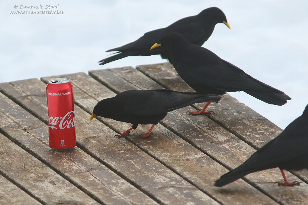 Gracchio_alpino_coca_cola_San_Giorgio_13_1_2018_0110_.JPG