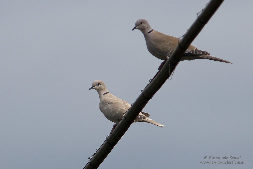 Tortora_dal_collare_isabellina_Fagagna_1_9_2018_7015sf.jpg