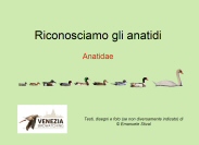 Riconoscimento_anatidi_11_2023.jpg