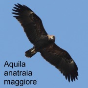 aquila_anatraia_maggiore
