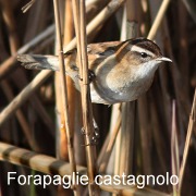 forapaglie_castagnolo